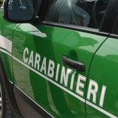 In casa ha due serval, felini vietati confiscati nel Bresciano e trasferiti a Novara In casa ha due serval, felini vietati confiscati nel Bresciano e trasferiti a Novara