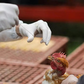 Aviaria, in Lombardia primo caso umano rilevato in Europa: «Paziente atterrato a Malpensa da un Paese africano»
