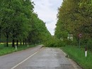 Maltempo: crolla un albero e blocca la strada che da Inveruno porta a Cuggiono