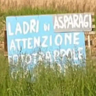 Fototrappole contro i furti di asparagi tra Besate e Motta: ecco i cartelli che avvisano i ladri