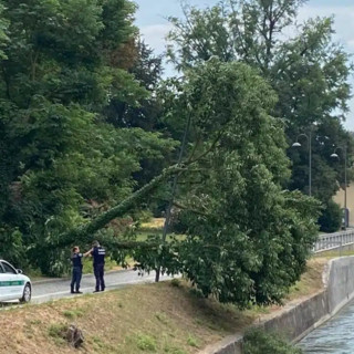 Robecco sul Naviglio, chiuso il tratto di via Ripa Naviglio dopo il crollo dell’albero di ieri Robecco sul Naviglio, chiuso il tratto di via Ripa Naviglio dopo il crollo dell’albero di ieri