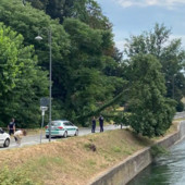 Robecco sul Naviglio: grosso albero crolla lungo via Ripa, strada chiusa Robecco sul Naviglio: grosso albero crolla lungo via Ripa, strada chiusa