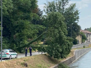 Robecco sul Naviglio, chiuso il tratto di via Ripa Naviglio dopo il crollo dell’albero di ieri Robecco sul Naviglio, chiuso il tratto di via Ripa Naviglio dopo il crollo dell’albero di ieri