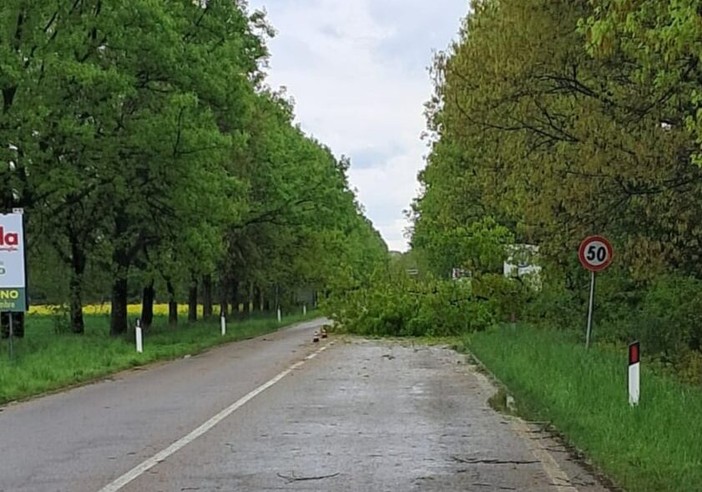 Maltempo: crolla un albero e blocca la strada che da Inveruno porta a Cuggiono