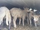 Novara: sequestrate 600 pecore in viaggio senza documenti