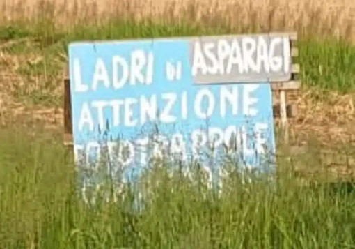 Fototrappole contro i furti di asparagi tra Besate e Motta: ecco i cartelli che avvisano i ladri