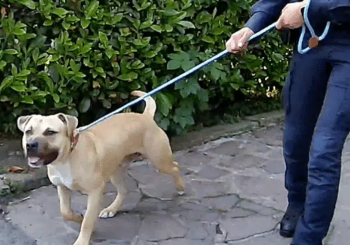 Milano, cane detenuto su un balcone salvato dalle Guardie Zoofile OIPA: proprietari denunciati