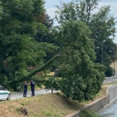 Robecco sul Naviglio, chiuso il tratto di via Ripa Naviglio dopo il crollo dell’albero di ieri