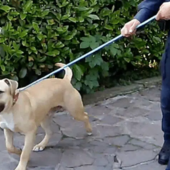 Milano, cane detenuto su un balcone salvato dalle Guardie Zoofile OIPA: proprietari denunciati