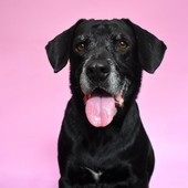 Difendi il tuo amico a quattro zampe da parassiti esterni con ‘Duecto’