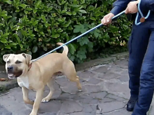 Milano, cane detenuto su un balcone salvato dalle Guardie Zoofile OIPA: proprietari denunciati