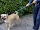 Milano, cane detenuto su un balcone salvato dalle Guardie Zoofile OIPA: proprietari denunciati