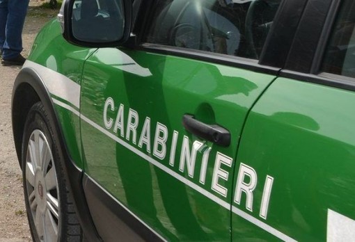 In casa ha due serval, felini vietati confiscati nel Bresciano e trasferiti a Novara In casa ha due serval, felini vietati confiscati nel Bresciano e trasferiti a Novara