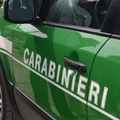 Controlli agroalimentari in provincia di Novara: sanzioni e sequestri per irregolarità