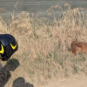 Garlasco, i vigili del fuoco salvano un capriolo caduto nel canale