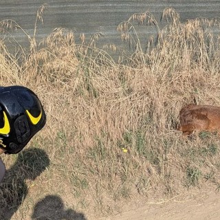 Garlasco, i vigili del fuoco salvano un capriolo caduto nel canale