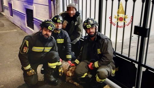 Pavia: cane cade dentro a una riva, intervengono i Vigili del fuoco e lo portano in salvo