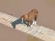 Alluvione Brasile, la storia di Caramelo: il cavallo salvato dopo ore sul tetto Alluvione Brasile, la storia di Caramelo: il cavallo salvato dopo ore sul tetto