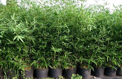 Rubano piante di bambù per 2600 euro: i carabinieri arrestano 6 cinesi a Gudo Visconti