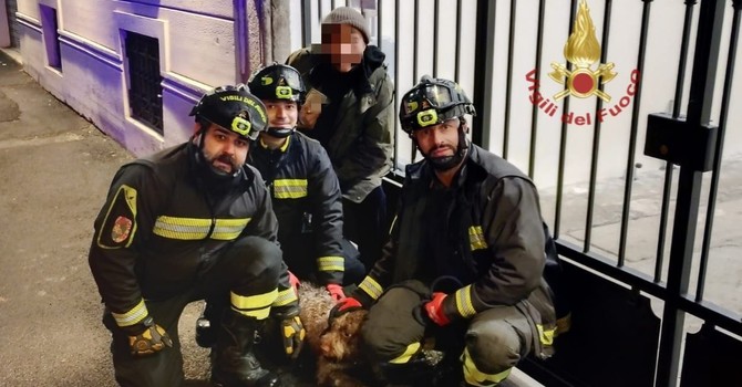 Pavia: cane cade dentro a una riva, intervengono i Vigili del fuoco e lo portano in salvo