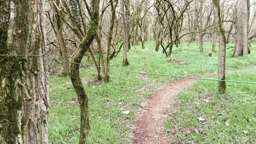 Il cavo apparso ad altezza gola nel Bosco del Vignolo (foto tratta da Facebook)