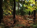 Ora i boschi del Parco Ticino hanno il marchio FSC Ora i boschi del Parco Ticino hanno il marchio FSC