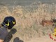 Garlasco, i vigili del fuoco salvano un capriolo caduto nel canale Garlasco, i vigili del fuoco salvano un capriolo caduto nel canale