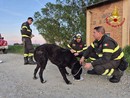 Sommo, i Vigili del fuoco salvano un cane di grossa taglia sulle rive del Po. Si cerca il proprietario