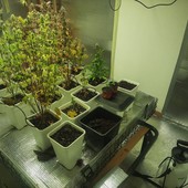 Retorbido: chiamati per un furto, i carabinieri scoprono una serra di marijuana nella casa a fianco