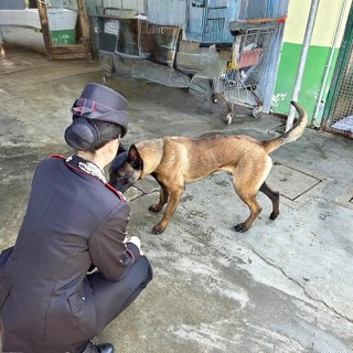 Vigevano, i carabinieri salvano un cane in stato di abbandono e denunciano il proprietario anche per detenzione di stupefacenti ai fini di spaccio