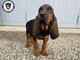 Una cucciola di bloodhound 'arruolata' dalla Polizia locale di Trecate