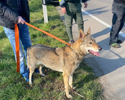 Magenta: cane vagava sulla pericolosissima statale 11, agente della Polizia locale fuori servizio lo soccorre e lo mette in salvo