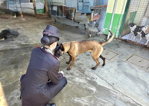 Vigevano, i carabinieri salvano un cane in stato di abbandono e denunciano il proprietario anche per detenzione di stupefacenti ai fini di spaccio