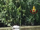 I Vigili del fuoco salvano un cigno ferito sulla sponda del Lambro nel Pavese I Vigili del fuoco salvano un cigno ferito sulla sponda del Lambro nel Pavese