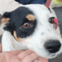 Milano, cane utilizzato per l’accattonaggio: sequestro e possibile confisca con la nuova legge regionale Milano, cane utilizzato per l’accattonaggio: sequestro e possibile confisca con la nuova legge regionale