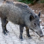 Confienza, investe un cinghiale: automobilista ferito dopo lo schianto