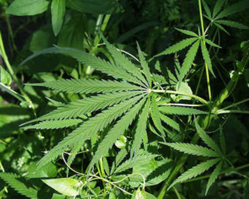 ‘Regione Lombardia NON vuole legalizzare la cannabis’