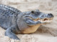 Cremona: pelle di coccodrillo da 2 metri sequestrata in negozio di arte Cremona: pelle di coccodrillo da 2 metri sequestrata in negozio di arte