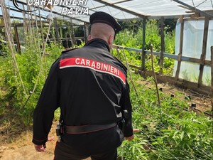 Maxi operazione antidroga dei Carabinieri di Belgioioso. Due arresti, 17 indagati ed un’ingente quantità di sostanza stupefacente sequestrata