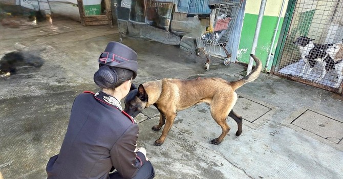Vigevano, i carabinieri salvano un cane in stato di abbandono e denunciano il proprietario anche per detenzione di stupefacenti ai fini di spaccio