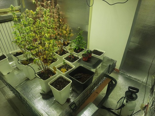 Retorbido: chiamati per un furto, i carabinieri scoprono una serra di marijuana nella casa a fianco