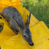 Cerbiatti finiti nel canale liberati dai Vigili del Fuoco tra Turbigo e Nosate Cerbiatti finiti nel canale liberati dai Vigili del Fuoco tra Turbigo e Nosate
