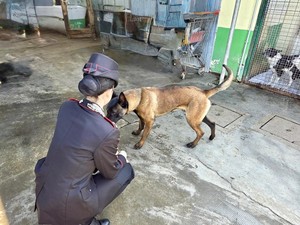 Vigevano, i carabinieri salvano un cane in stato di abbandono e denunciano il proprietario anche per detenzione di stupefacenti ai fini di spaccio Vigevano, i carabinieri salvano un cane in stato di abbandono e denunciano il proprietario anche per detenzione di stupefacenti ai fini di spaccio
