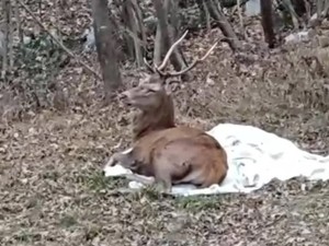 Spaventato dai botti fugge tra le vie di Nova Milanese, cervo recuperato e salvato