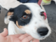 Milano, cane utilizzato per l’accattonaggio: sequestro e possibile confisca con la nuova legge regionale Milano, cane utilizzato per l’accattonaggio: sequestro e possibile confisca con la nuova legge regionale