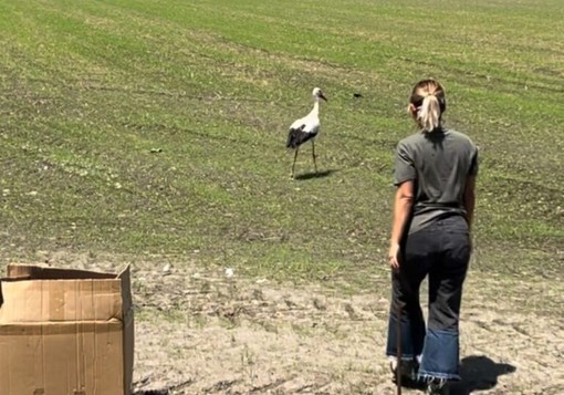 Torna a volare nel Parco del Ticino la cicogna ferita da un’arma da fuoco Torna a volare nel Parco del Ticino la cicogna ferita da un’arma da fuoco