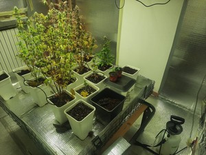 Retorbido: chiamati per un furto, i carabinieri scoprono una serra di marijuana nella casa a fianco