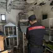 Borgo Ticino, vendeva animali esotici su Facebook: sequestrati 27 esemplari Borgo Ticino, vendeva animali esotici su Facebook: sequestrati 27 esemplari