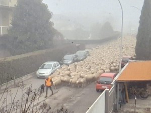 Magenta, una mattina in Val Padana tra nebbia e pecore: il piccolo miracolo rurale immortalato da Cascina Conta Magenta, una mattina in Val Padana tra nebbia e pecore: il piccolo miracolo rurale immortalato da Cascina Conta