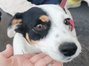 Milano, cane utilizzato per l’accattonaggio: sequestro e possibile confisca con la nuova legge regionale